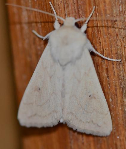 Mythimna vitellina